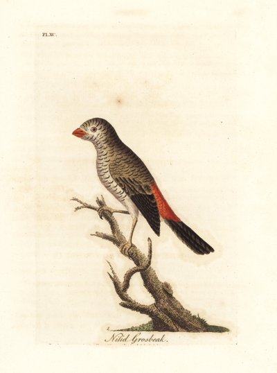 美丽的火尾鸟，Stagonopleura bella（Nitid grosbeak，Loxia nitida）。约翰-莱瑟姆根据他自己的《鸟类通史》绘制和雕刻的手绘铜版，温彻斯特 作者 约翰·莱瑟姆