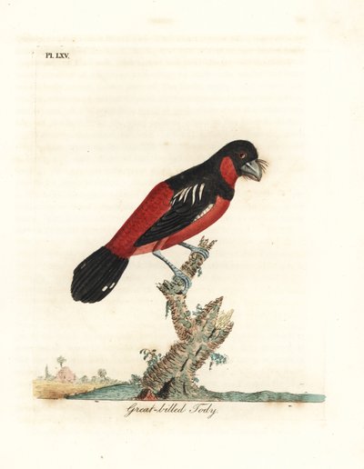 黑红阔嘴鸟，Cymbirhynchus macrorhynchos（大嘴鸟，Todus nasutus）。约翰-莱瑟姆根据他自己的《鸟类通史》绘制和雕刻的手绘铜版，温彻斯特 作者 约翰·莱瑟姆