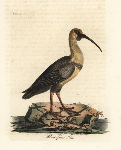 黑脸朱鹭，Theristicus melanopis（Tantalus melanops）。约翰-莱瑟姆根据他自己的《鸟类通史》绘制和雕刻的手绘铜版，温彻斯特 作者 约翰·莱瑟姆
