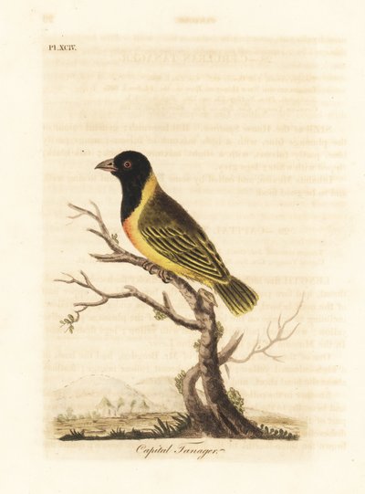 黑头黄冠织女，Ploceus melanocephalus capitalis (Capital tanager, Tanagra capitalis)。约翰-莱瑟姆根据他自己的《鸟类通史》绘制和雕刻的手绘铜版，温彻斯特 作者 约翰·莱瑟姆