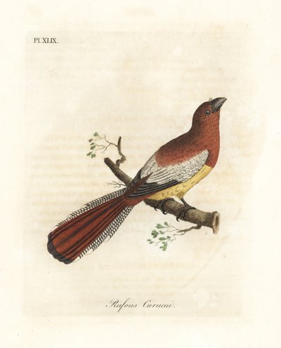 黑喉蛙，Trogon rufus，雌性（Rufous curucui，Trogon rufus）。复制自Martinet为Buffon的Carcou a queue rousse绘制的卡宴插图。约翰-莱瑟姆根据他自己的《生物通史》绘制和雕刻的手绘铜版画。 作者 约翰·莱瑟姆
