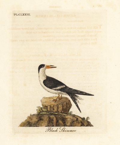 黑撇子，Rynchops niger（Rhynchops nigra）。约翰-莱瑟姆根据他自己的《鸟类通史》绘制和雕刻的手绘铜版，温彻斯特 作者 约翰·莱瑟姆