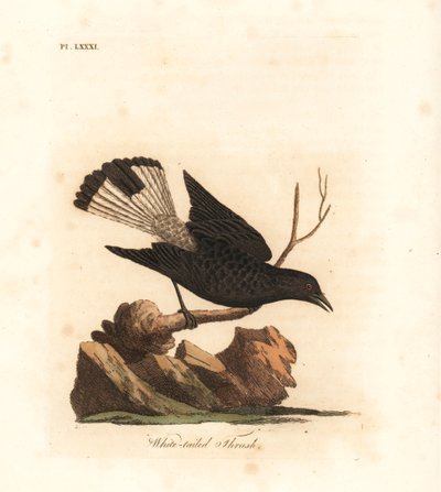 黑雀，Oenanthe leucura（白尾鸫，Turdus leucurus）。约翰-莱瑟姆根据他自己的《鸟类通史》绘制和雕刻的手绘铜版，温彻斯特 作者 约翰·莱瑟姆