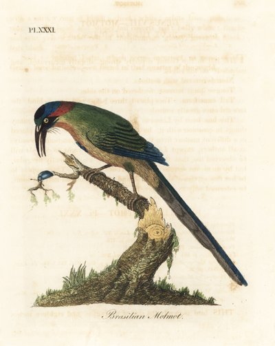 蓝冠斑鸠，Momotus momota（巴西斑鸠，Momotus brasiliensis）。约翰-莱瑟姆根据他自己的《鸟类通史》绘制和雕刻的手绘铜版，温彻斯特 作者 约翰·莱瑟姆