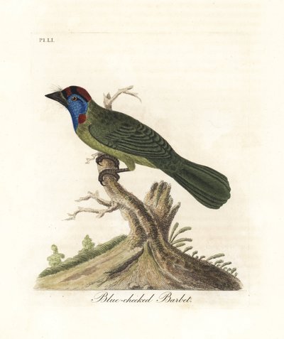 蓝喉或山地巴贝，Psilopogon asiaticus。(Blue-cheeked barbet, Trogon asiaticus)。约翰-莱瑟姆根据他自己的《鸟类通史》绘制和雕刻的手绘铜版，温彻斯特 作者 约翰·莱瑟姆