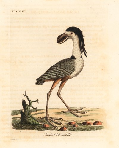 船嘴鹭，Cochlearius cochlearius (crested boatbill or cinereous boatbill, Cancroma cochlearia)。约翰-莱瑟姆根据他自己的《鸟类通史》绘制和雕刻的手绘铜版，温彻斯特 作者 约翰·莱瑟姆