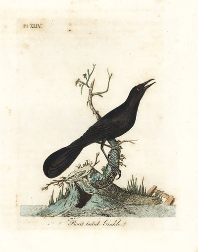 舟尾斑鸠，Quiscalus major（舟尾斑鸠，Gracula barita）。约翰-莱瑟姆根据他自己的《鸟类通史》绘制和雕刻的手绘铜版，温彻斯特 作者 约翰·莱瑟姆