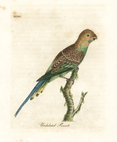虎皮鹦鹉，Melopsittacus undulatus (Undulated parrot, Psittacus undulatus)。约翰-莱瑟姆根据他自己的《鸟类通史》绘制和雕刻的手绘铜版，温彻斯特 作者 约翰·莱瑟姆