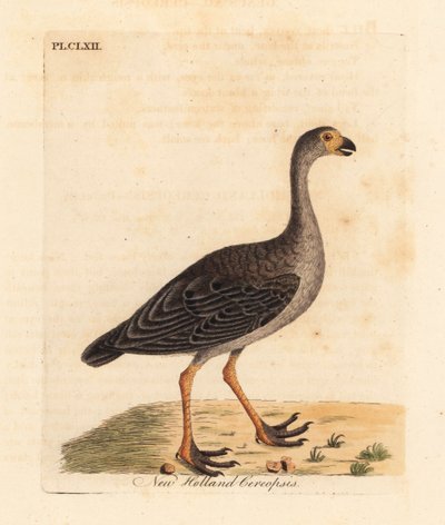 Cape Barren goose, Cereopsis novae hollandiae (New Holland cereopsis)。约翰-莱瑟姆根据他自己的《鸟类通史》绘制和雕刻的手绘铜版，温彻斯特 作者 约翰·莱瑟姆