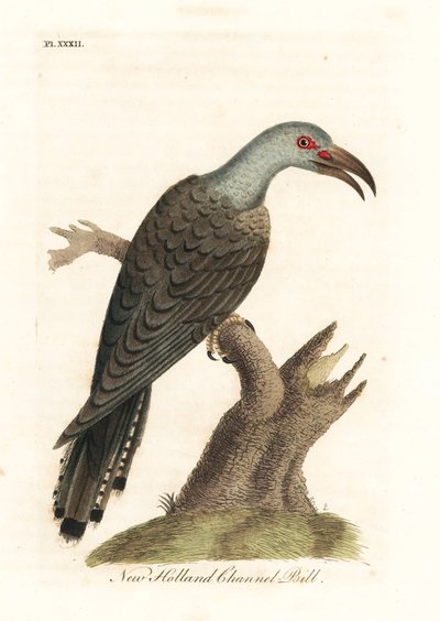 Channel-billed cuckoo, Scythrops novaehollandiae (Australasian channel-bill, Psittaceous hornbill)。约翰-莱瑟姆根据他自己的《鸟类通史》绘制和雕刻的手绘铜版，温彻斯特 作者 约翰·莱瑟姆