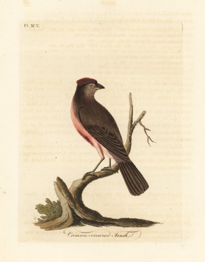 普通红雀，Carduelis flammea（绯红冠雀，Fringilla flammea）。约翰-莱瑟姆根据他自己的《鸟类通史》绘制和雕刻的手绘铜版，温彻斯特 作者 约翰·莱瑟姆