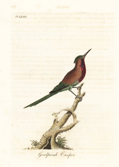 绯红太阳鸟，Aethopyga siparaja seheriae（Goulpourah爬山虎）。约翰-莱瑟姆根据他自己的《鸟类通史》绘制和雕刻的手绘铜版，温彻斯特 作者 约翰·莱瑟姆
