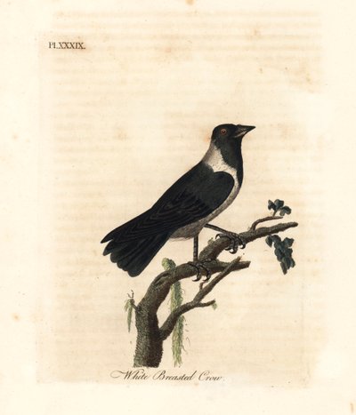 Daurian jackdaw, Corvus dauuricus（白胸乌鸦，Corvus dauricus）。约翰-莱瑟姆根据他自己的《鸟类通史》绘制和雕刻的手绘铜版，温彻斯特 作者 约翰·莱瑟姆
