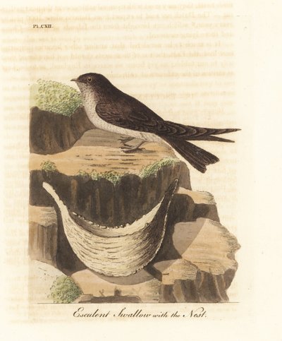 燕窝，Aerodramus fuciphagus，和燕窝的唾液，用于燕窝汤。 (Esculent swallow, Hirundo esculenta.) 约翰-莱瑟姆根据他自己的《鸟类通史》绘制和雕刻的手绘铜版，温彻斯特。 作者 约翰·莱瑟姆