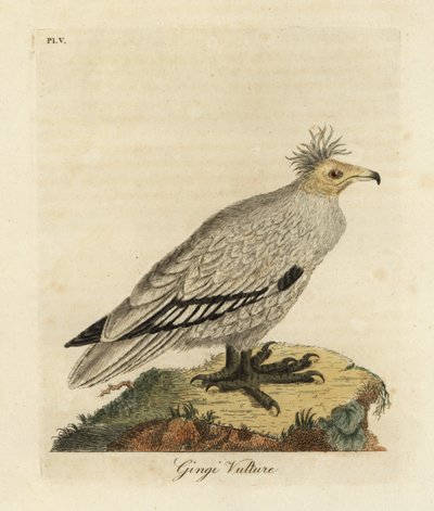 埃及秃鹫，Neophron percnopterus ginginianus.1824（雕刻） 作者 约翰·莱瑟姆