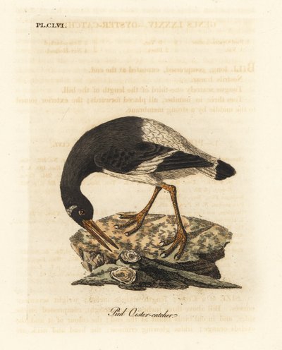 欧亚或足牡蛎，Haematopus ostralegus。约翰-莱瑟姆根据他自己的《鸟类通史》绘制和雕刻的手绘铜版，温彻斯特 作者 约翰·莱瑟姆