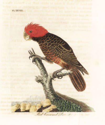 岗岗鹦鹉，Callocephalon fimbriatum（红冠鹦鹉，Psittacus galeatus）。约翰-莱瑟姆根据他自己的《鸟类通史》绘制和雕刻的手绘铜版，温彻斯特 作者 约翰·莱瑟姆