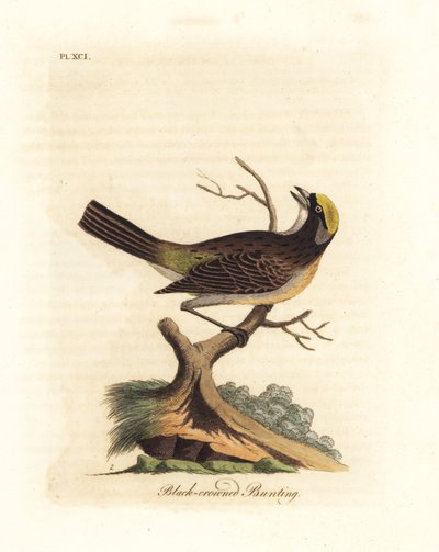 金冠雀，Zonotrichia atricapilla（黑冠雀，Emberiza atricapilla）。约翰-莱瑟姆根据他自己的《鸟类通史》绘制和雕刻的手绘铜版画，温彻斯特 作者 约翰·莱瑟姆