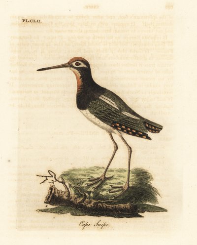 大杓鹬，Rostratula benghalensis (Cape snipe, Scolopax capensis)。约翰-莱瑟姆根据他自己的《鸟类通史》绘制和雕刻的手绘铜版，温彻斯特 作者 约翰·莱瑟姆