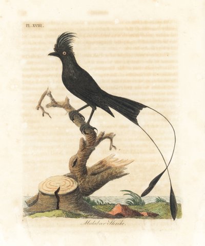 大拍尾鹙鹭，Dicrurus paradiseus（马拉巴尔鵙，Lanius malabaricus）。约翰-莱瑟姆根据他自己的《鸟类通史》绘制和雕刻的手绘铜版，温彻斯特 作者 约翰·莱瑟姆