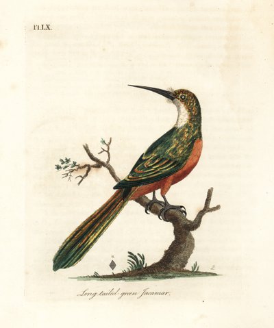 绿尾金龟子，Galbula galbula（长尾绿色金龟子，Galbula viridis）。约翰-莱瑟姆根据他自己的《鸟类通史》绘制和雕刻的手绘铜版，温彻斯特 作者 约翰·莱瑟姆