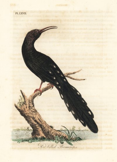 绿林鸮，Phoeniculus purpureus（红嘴鸟，Upupa erythrorynchos）。约翰-莱瑟姆根据他自己的《鸟类通史》绘制和雕刻的手绘铜版，温彻斯特 作者 约翰·莱瑟姆