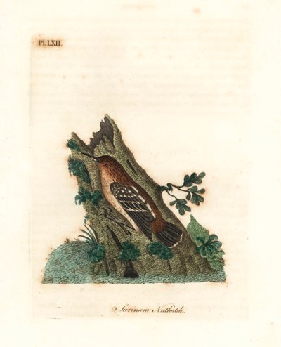 Guianan street-antwren, Myrmotherula surinamensis.易受伤害。(Surinam nuthatch, Sitta surinamensis.) 由John Latham根据他自己的《鸟类通史》绘制和雕刻的手绘铜版，温彻斯特。 作者 约翰·莱瑟姆