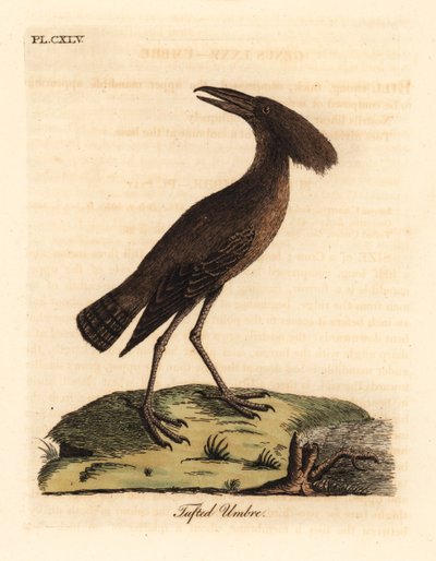 Hamerkop, Scopus umbretta (Tufted umbre)。约翰-莱瑟姆根据他自己的《鸟类通史》绘制和雕刻的手绘铜版，温彻斯特 作者 约翰·莱瑟姆