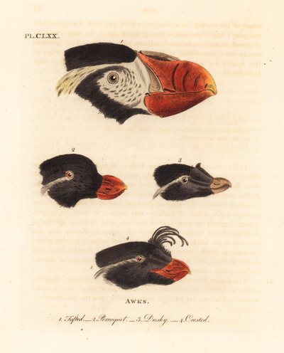 簇绒海雀的头部，Fratercula cirrhata 1，鹦鹉海雀，Aethia psittacula 2，以及凤头海雀，Aethia cristatella 3，4。(簇绒海雀，Alca cirrhata 1，鹦鹉海雀，Alca psittacula 2，黄褐色海雀，Alca tetracula 3，以及凤头海雀，Alca cristatella）。 作者 约翰·莱瑟姆