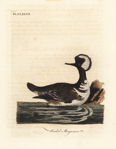 连帽梅花鹿，Lophodytes cucullatus（Mergus cucullatus）。约翰-莱瑟姆根据他自己的《鸟类通史》绘制和雕刻的手绘铜版，温彻斯特 作者 约翰·莱瑟姆