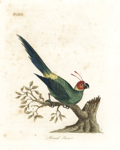 角鹦鹉，Eunymphicus cornutus。脆弱的（角鹦鹉，Psittacus bisetis。）约翰-莱瑟姆根据他自己的《鸟类通史》绘制和雕刻的手绘铜版，温彻斯特 作者 约翰·莱瑟姆