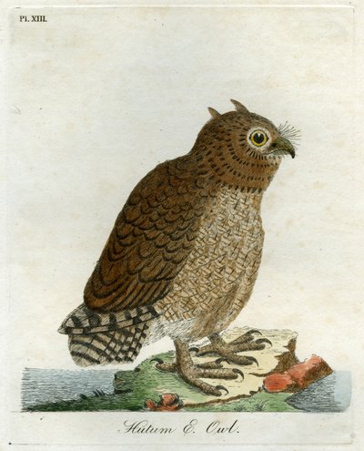 Hutum Owl，1821年（手工雕刻） 作者 约翰·莱瑟姆