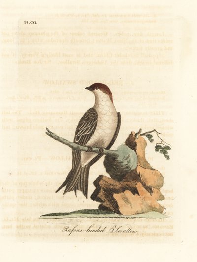 印度悬崖燕子，Petrochelidon fluvicola。(Rufos-headed swallow, Hirundo indica.) 由John Latham根据他自己的《鸟类通史》绘制和雕刻的手绘铜版，温彻斯特 作者 约翰·莱瑟姆