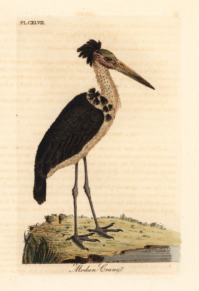 小副将，Leptoptilos javanicus。脆弱的。(Modun头骨。) 约翰-莱瑟姆根据他自己的《鸟类通史》绘制和雕刻的手绘铜版，温彻斯特 作者 约翰·莱瑟姆