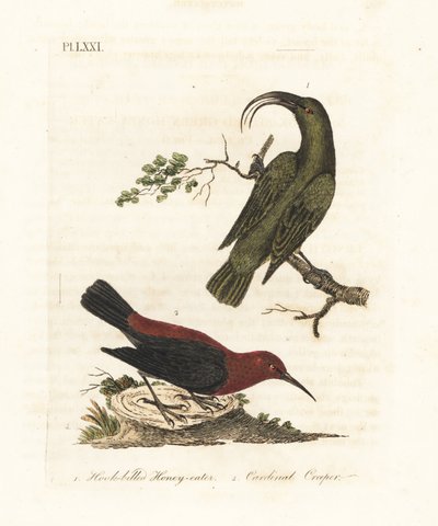 小Akialoa，Hemignathus obscurus（已灭绝）和红雀myzomela，Myzomela cardinalis。(Hook-billed green honey-eater, Certhia obscura, native to Hawaii, and cardinal honey-eater, Certhia cardinalis, native to Tanna, Vanuatu.)手绘铜版画 作者 约翰·莱瑟姆