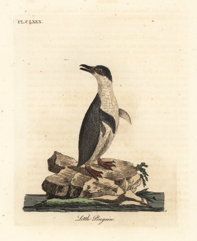 小企鹅，Eudyptula minor，或白鳍企鹅，Eudyptula minor albosignata（Aptenodytes minor）。约翰-莱瑟姆根据他自己的《鸟类通史》绘制和雕刻的手绘铜版画，温彻斯特 作者 约翰·莱瑟姆