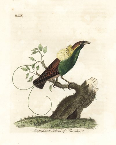 华丽的天堂鸟，Diphyllodes magnificus（Paradisea magnifica）。约翰-莱瑟姆根据他自己的《鸟类通史》绘制和雕刻的手绘铜版，温彻斯特 作者 约翰·莱瑟姆
