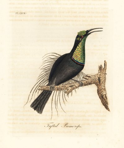 壮丽的步枪鸟，Ptiloris magnificus（Tufted promerops）。绘制自布洛克博物馆的标本。约翰-莱瑟姆根据他自己的《鸟类通史》绘制和雕刻的手绘铜版，温彻斯特。 作者 约翰·莱瑟姆