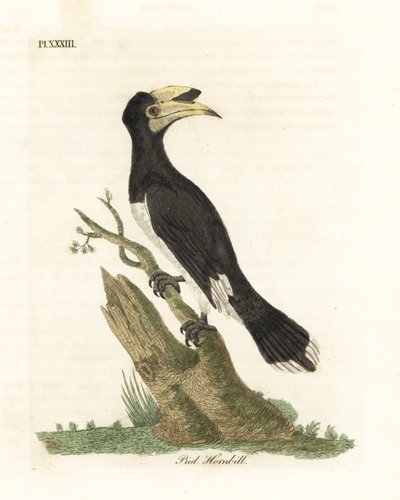 马拉巴尔脚犀鸟，Anthracoceros coronatus（皮德犀鸟，Buceros malabaricus）。约翰-莱瑟姆根据他自己的《鸟类通史》绘制和雕刻的手绘铜版，温彻斯特 作者 约翰·莱瑟姆