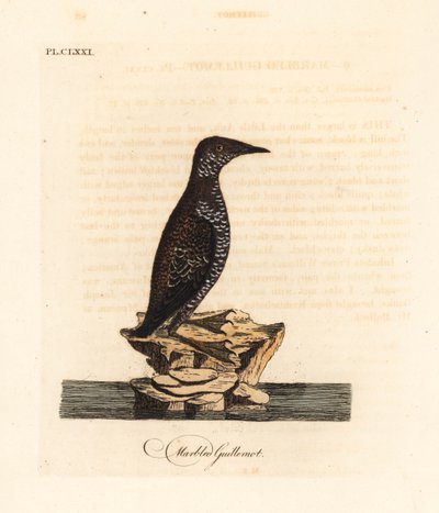 玳瑁，Brachyramphus marmoratus。濒临灭绝。(Marbled murrelet, Uria marmorata.) 由John Latham根据他自己的《鸟类通史》绘制和雕刻的手绘铜版，温彻斯特。 作者 约翰·莱瑟姆