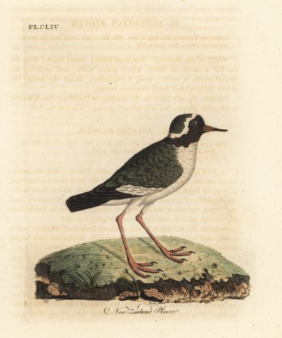 新西兰鸻，Charadrius obscure（Charadrius novae Zealandiae）。濒临灭绝。约翰-莱瑟姆根据他自己的《鸟类通史》绘制和雕刻的手绘铜版，温彻斯特 作者 约翰·莱瑟姆