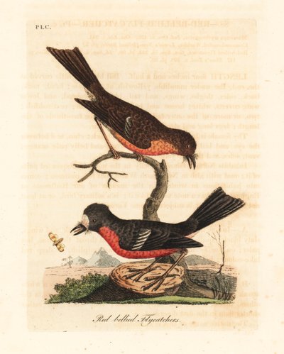 诺福克太平洋知更鸟，Petroica multicolor multicolor（红腹飞鸟，Muscicapa erythrogastra）。约翰-莱瑟姆根据他自己的《鸟类通史》手绘和雕刻的彩色铜版画，温彻斯特 作者 约翰·莱瑟姆