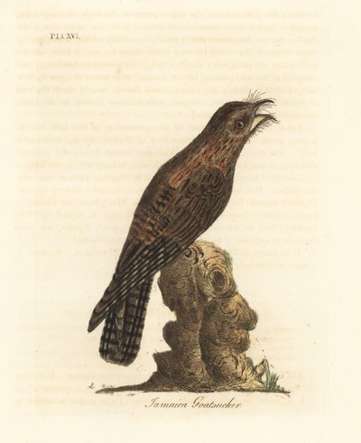 Northern potoo, Nyctibius jamaicensis (Jamaican goatsucker, Caprimulgus jamaicensis)。约翰-莱瑟姆根据他自己的《鸟类通史》绘制和雕刻的手绘铜版，温彻斯特 作者 约翰·莱瑟姆