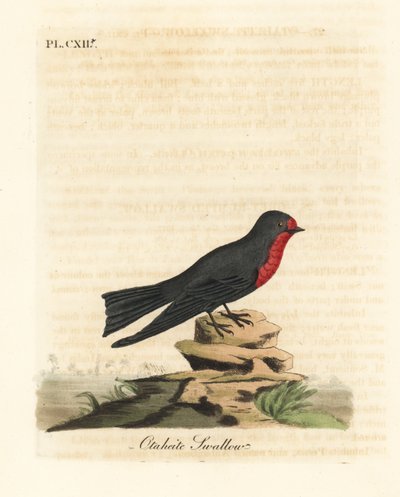 太平洋燕子，Hirundo tahitica（Otaheite燕子，Hirundo tahitiae）。约翰-莱瑟姆根据他自己的《鸟类通史》绘制和雕刻的手绘铜版，温彻斯特 作者 约翰·莱瑟姆