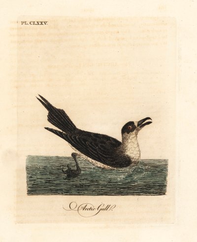寄生甲鱼，北极海鸥或寄生海鸥，Stercorarius parasiticus（北极海鸥，Larus parasiticus）。约翰-莱瑟姆根据他自己的《鸟类通史》绘制和雕刻的手绘铜版，温彻斯特 作者 约翰·莱瑟姆
