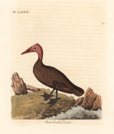 粉头鸭，Rhodonessa caryophyllacea（Anas caryophyllacea）。自20世纪50年代以来已经灭绝。约翰-莱瑟姆根据他自己的《鸟类通史》绘制和雕刻的手绘铜版，温彻斯特 作者 约翰·莱瑟姆