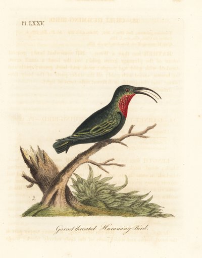 紫喉蜂鸟，Eulampis jugularis（石榴石喉蜂鸟，Trochilus granatinus）。约翰-莱瑟姆根据他自己的《鸟类通史》绘制和雕刻的手绘铜版，温彻斯特 作者 约翰·莱瑟姆