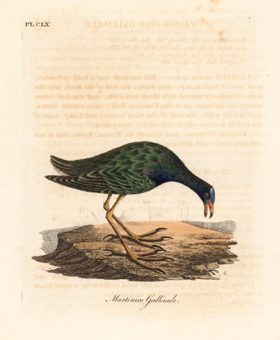 紫色五倍子鸟，Porphyrio martinicus (Martinico gallinule, Gallinula martinica)。约翰-莱瑟姆根据他自己的《鸟类通史》绘制和雕刻的手绘铜版，温彻斯特 作者 约翰·莱瑟姆