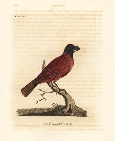 红黑斑鸠，Periporphyrus erythromelas。濒临灭绝。(Black-headed grosbeak, Loxia erythromelas.) 约翰-莱瑟姆根据他自己的《鸟类通史》绘制和雕刻的手绘铜版，温彻斯特 作者 约翰·莱瑟姆