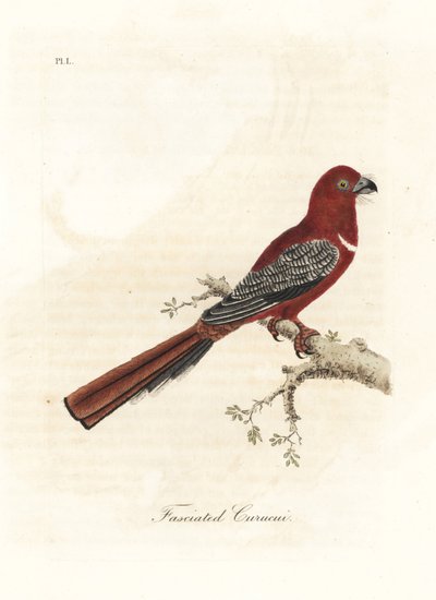 红头蛙，Harpactes erythrocephalus（Fasciated curucui，Trogon fasciatus）。约翰-莱瑟姆根据他自己的《鸟类通史》绘制和雕刻的手绘铜版，温彻斯特 作者 约翰·莱瑟姆